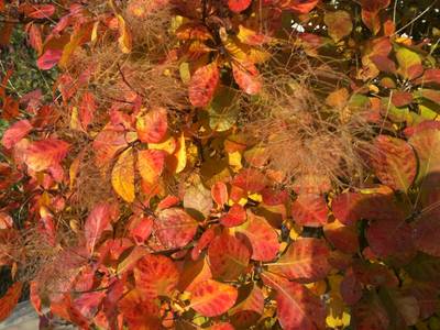 BeFree Tantra im Herbst: Farbenfroh und erfüllt innen und außen