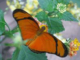 BeFree Urlaub: Schmetterling-Freiheit
