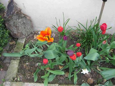 BeFree Tantra an Ostern: Überall sprießt der Frühling hervor