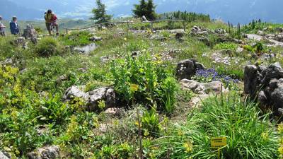 Der Alpenblumengarten hoch oben auf dem Kitzbühler Horn