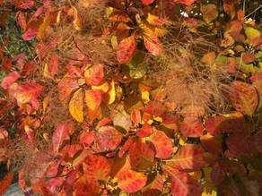BeFree Tantra im Herbst: Buntes Herbstlaub