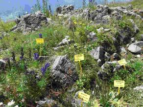 Phantastischer Alpenblumengarten in fast 2000 Metern Höhe